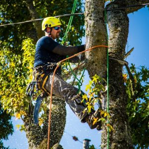 How to remove vines from tall trees