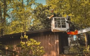 How To Remove Beehive From Trees