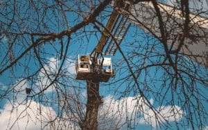 Should i remove squirrel nest from tree