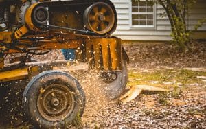 How to remove palm tree roots