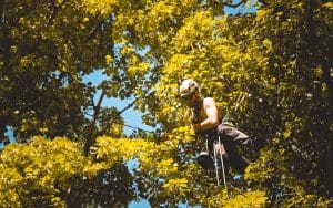 How To Remove a Palm Tree Stump By Hand