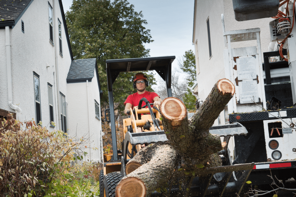 Houston Tree Cutting Service