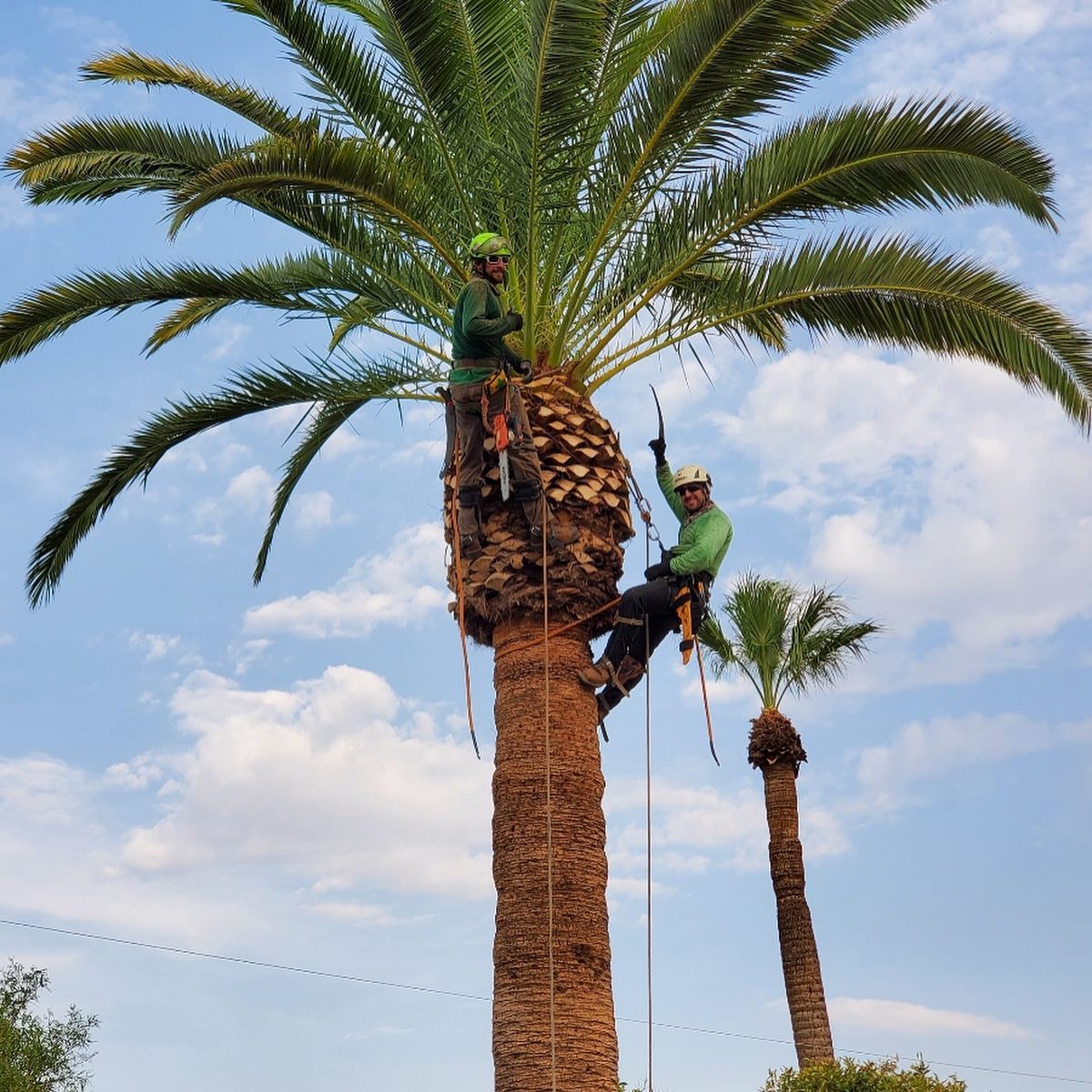 remove palm tree stump