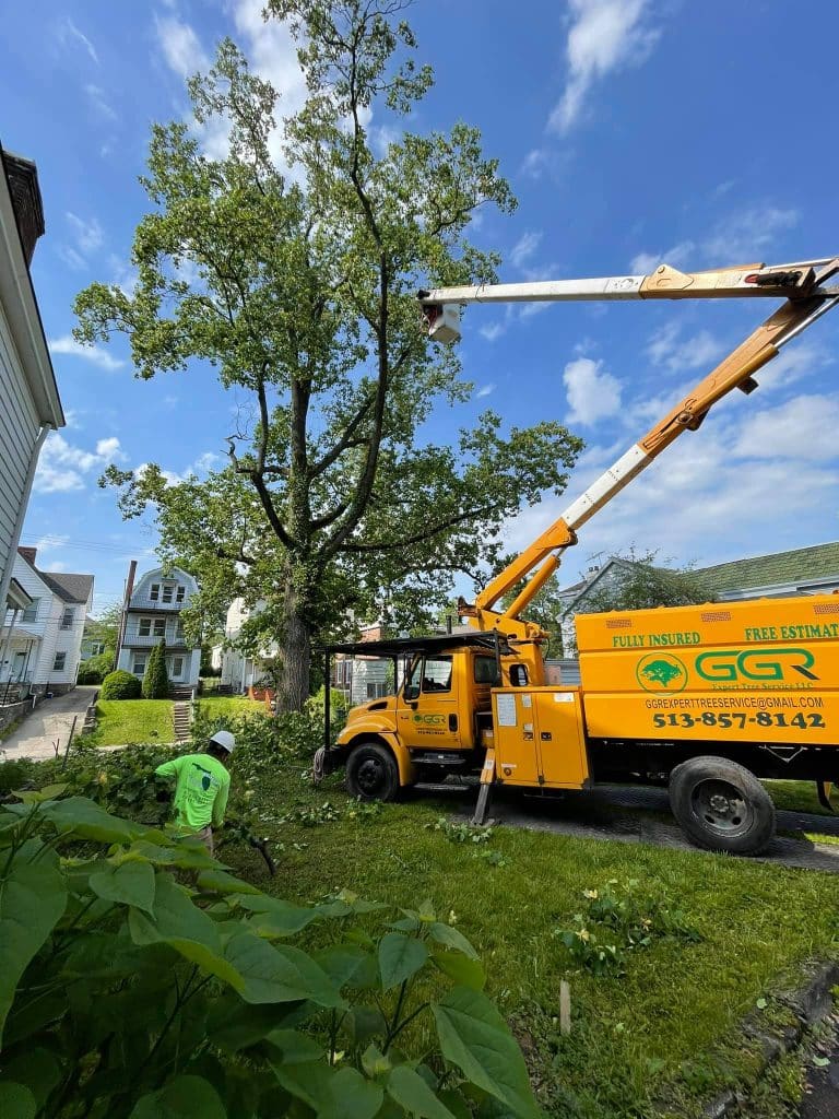 trimming palo verde tree