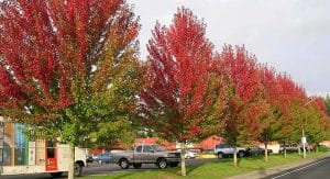 Seedless Maple Trees
