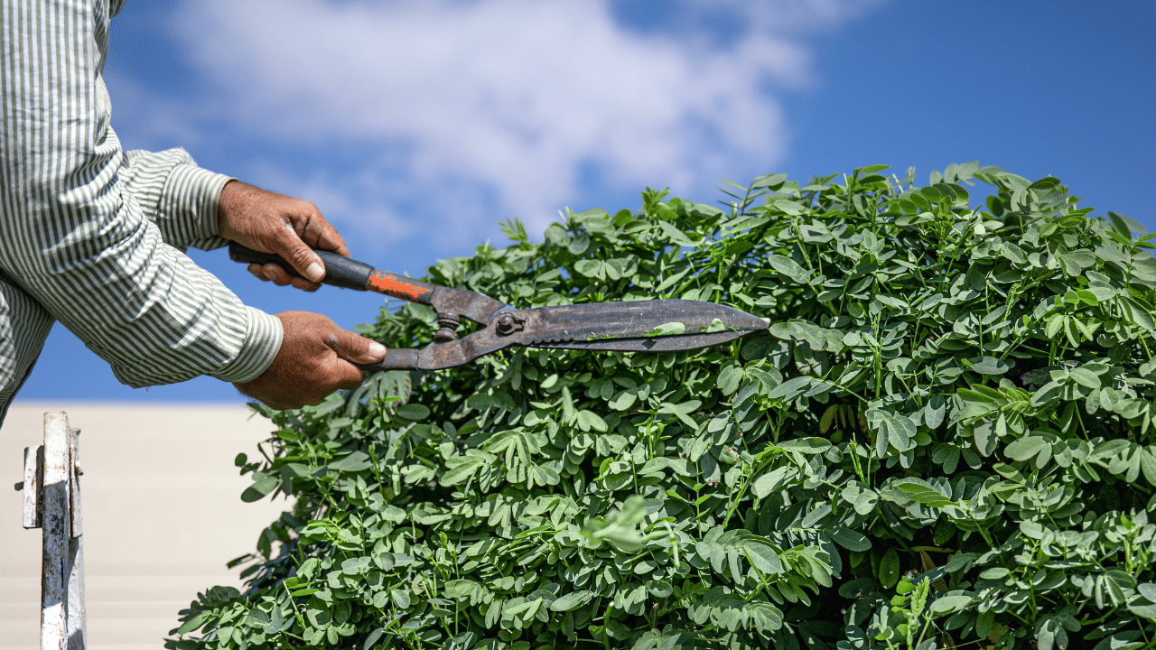 Shrub trimming service