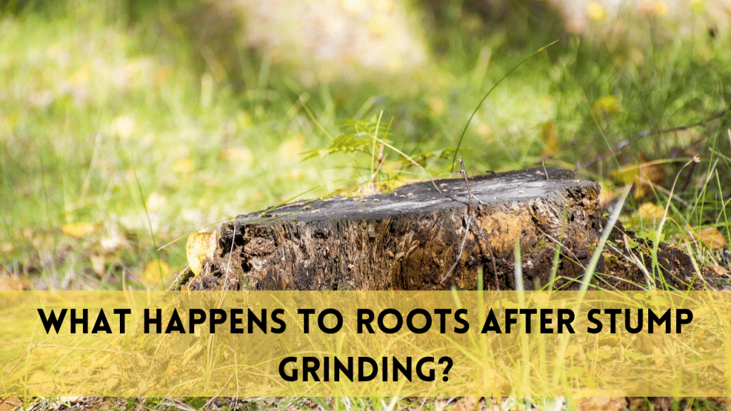 What happens to roots after stump grinding?