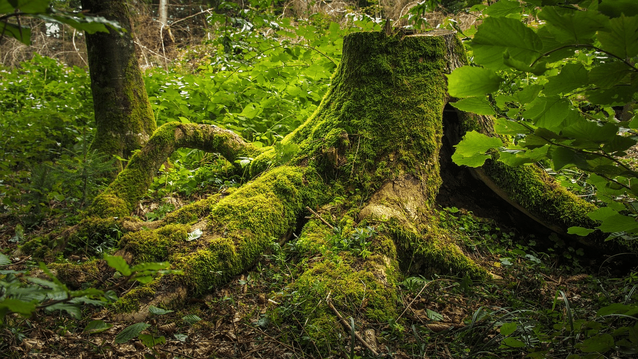 What happens to roots after stump grinding?